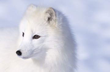 Sippe Polarfüchse