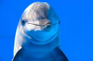 Älterenrunde Delphin